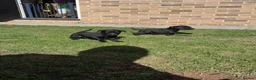 Labrador Retriever dogs for sale: Working black Labrador puppies  in Diss - Advert 5