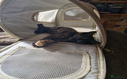 Mixed Breed cats for sale: Mixed breed kittens  - Image 9