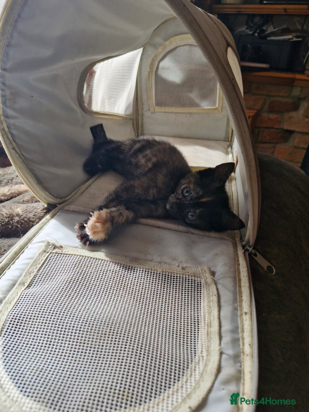 Mixed Breed cats for sale: Mixed breed kittens  - Image 9
