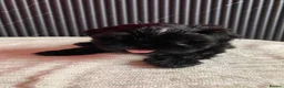 Shih Tzu dogs for sale: 4 Beautiful Shih-Tzu  - Advert 9
