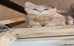 Maine Coon cats for sale: Pure Maine Coon kittens  - Image 3