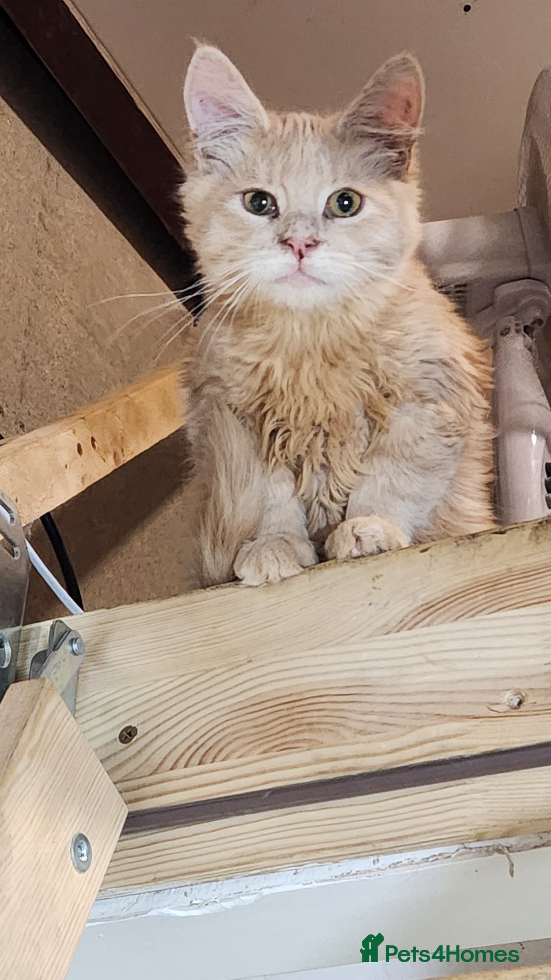 Maine Coon cats for sale: Pure Maine Coon kittens  - Image 3