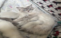 Ragdoll cats for sale: One blue point male ragdoll left  - Image 8