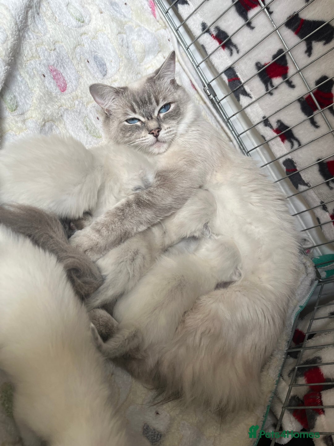 Ragdoll cats for sale: One blue point male ragdoll left  - Image 8