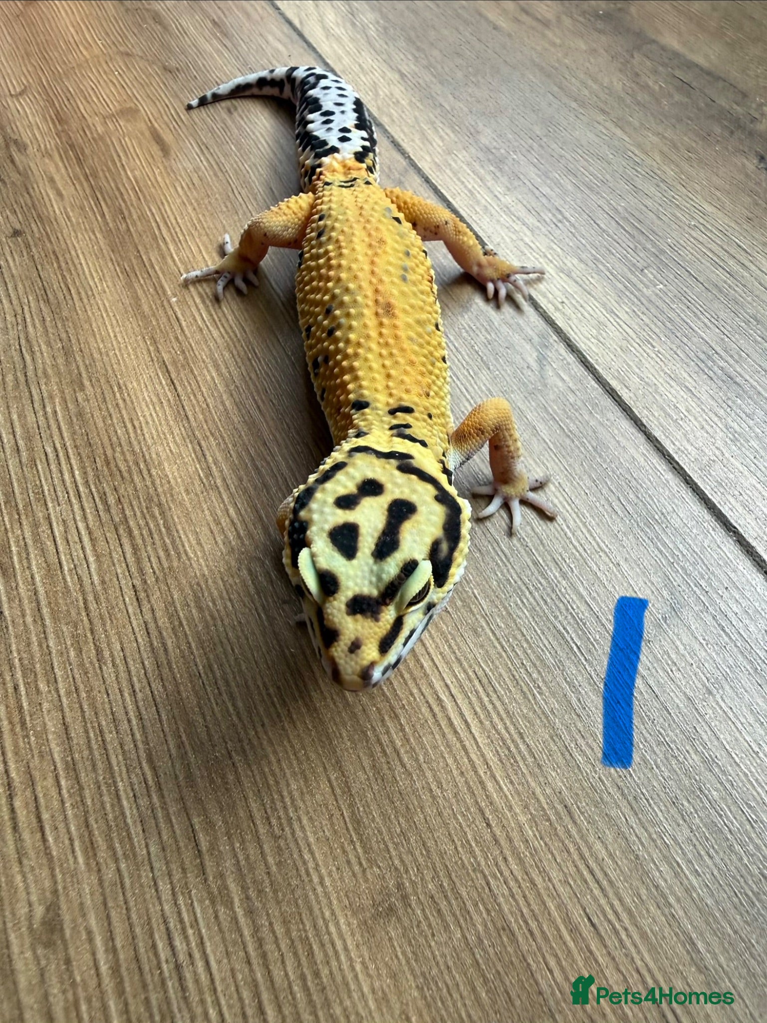 Leopard Gecko reptiles Leopard geckos - Advert 1