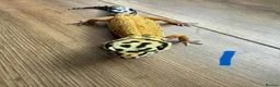 Leopard Gecko reptiles for sale: Leopard geckos - Advert 1