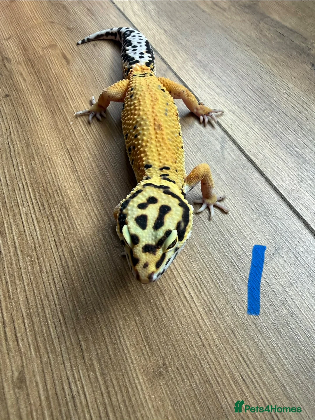 Leopard Gecko reptiles for sale: Leopard geckos - Advert 1