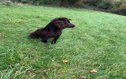 Sprocker dogs for sale: Sprocker spaniel puppies - Image 5