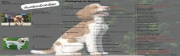 Goldendoodle dogs for sale: Goldendoodle Puppies  - Advert 3
