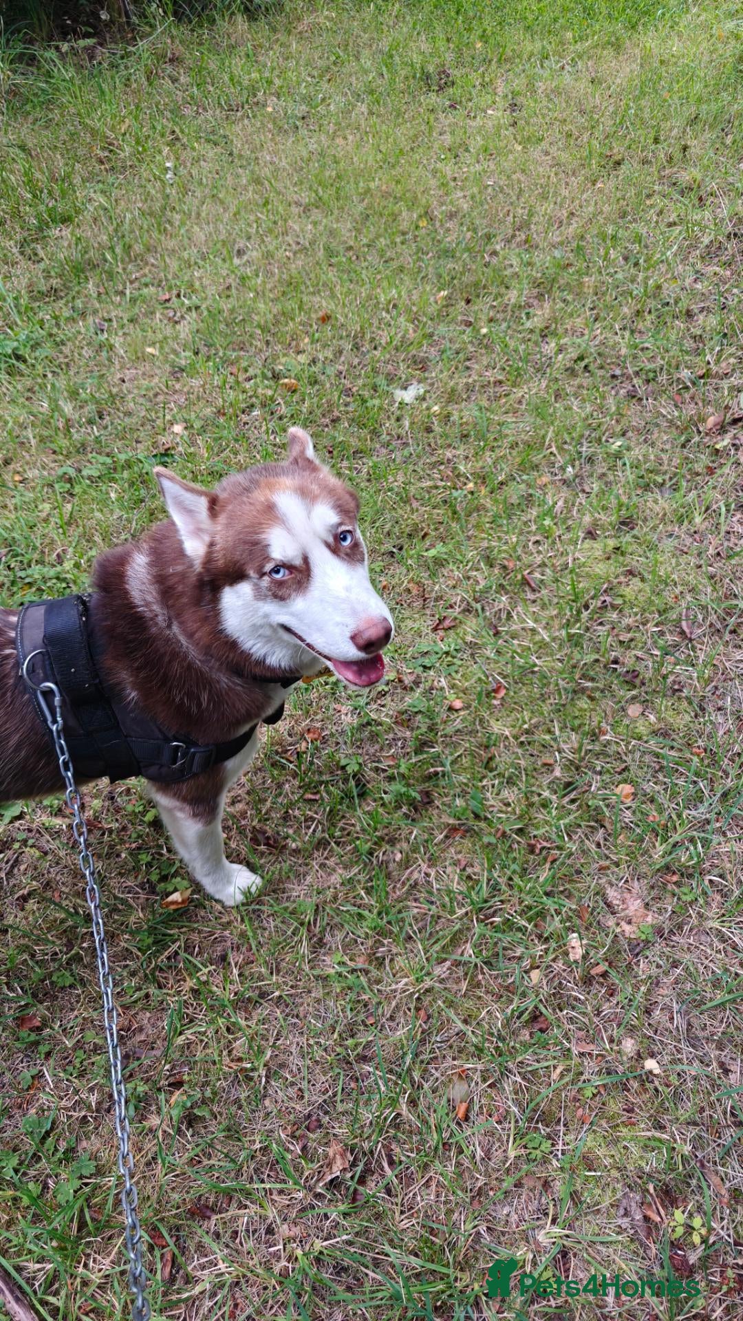 Siberian Husky dogs Re-home  - Advert 9