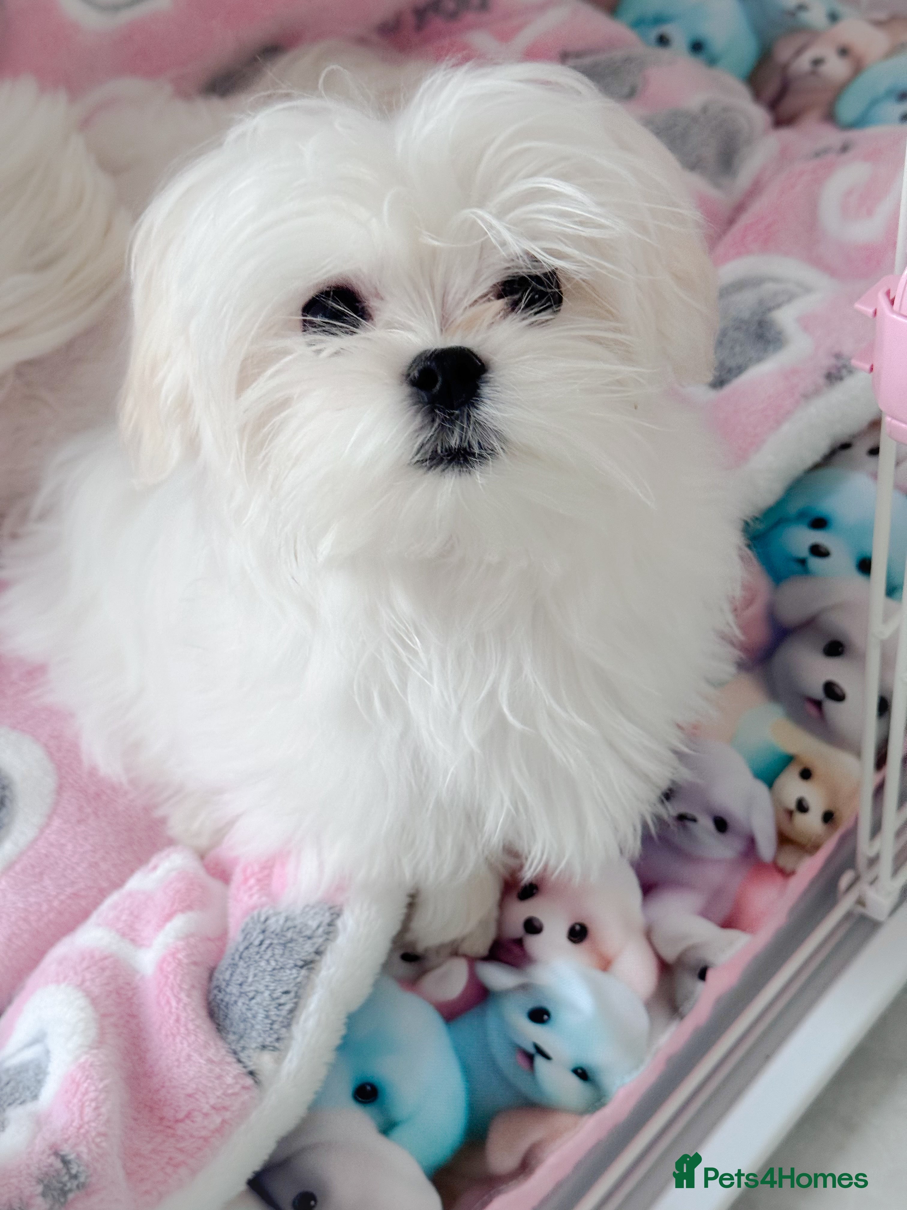 Maltese dogs 💎Last Boy Full Korean Maltese  Available💎 - Advert 3