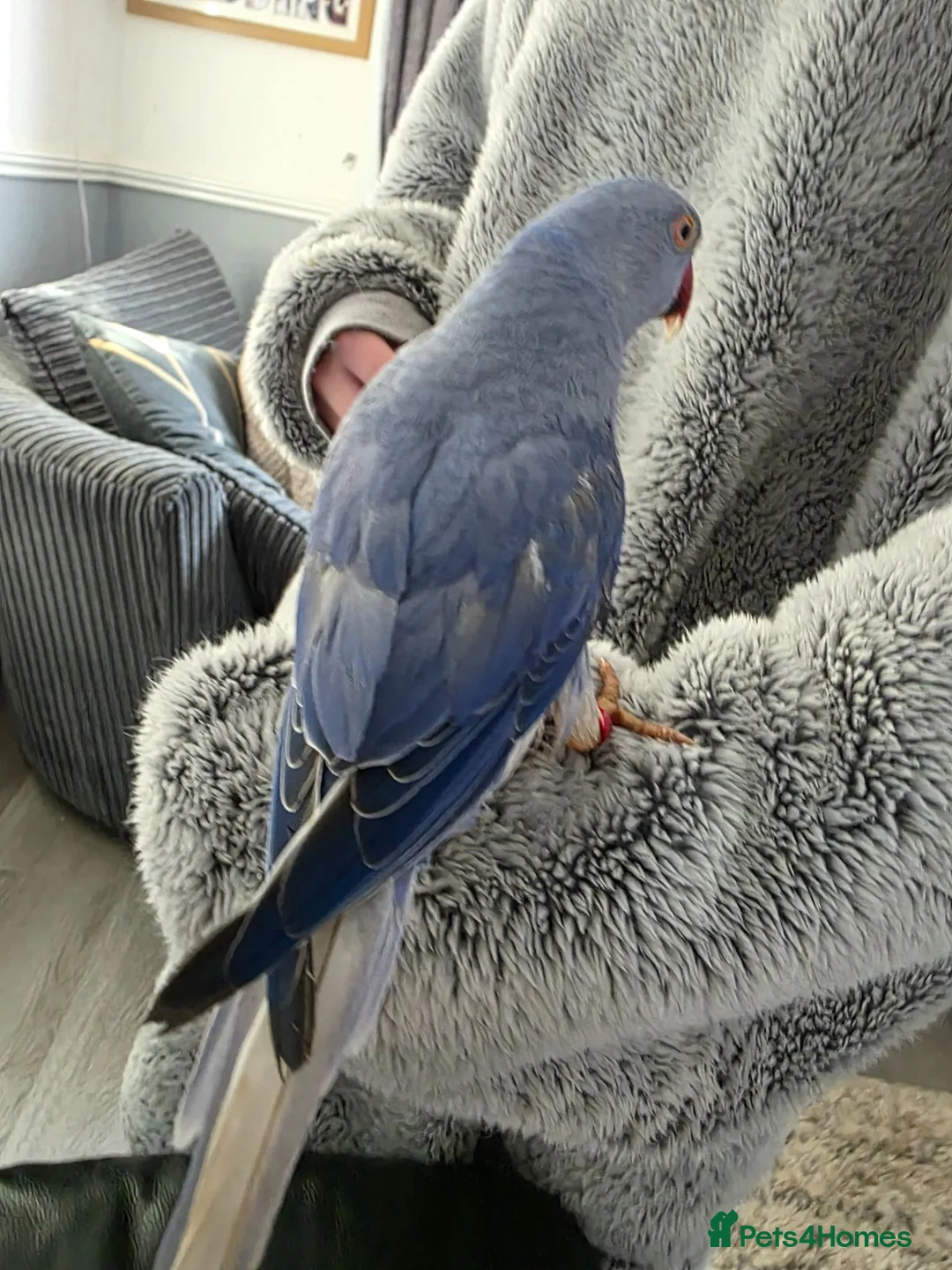 Ringnecks birds for sale: Male and female ringneck for rehome in Ryde - Advert 20