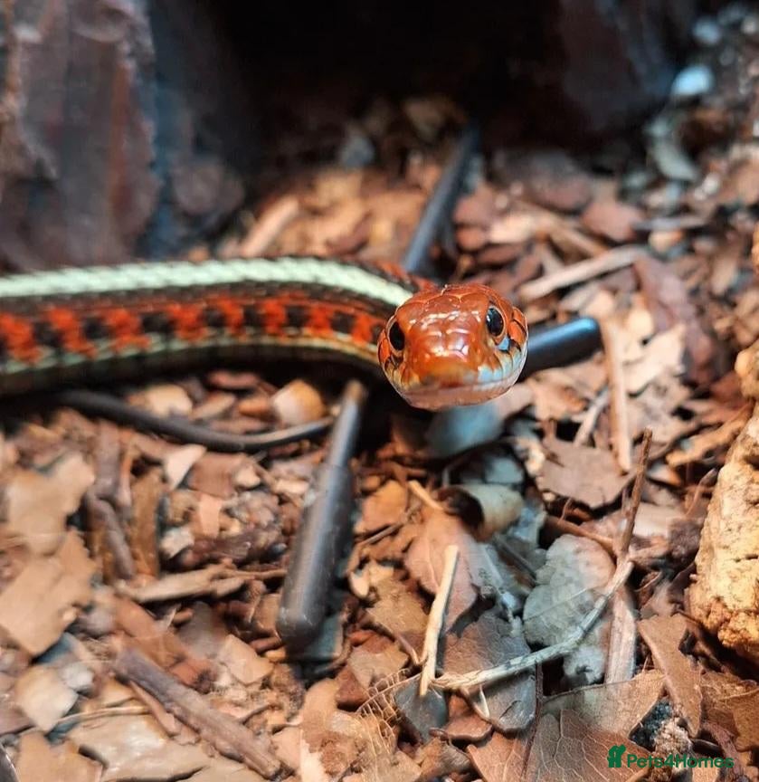 Garter Snake reptiles CB23 red sided garter snake  - Advert 2