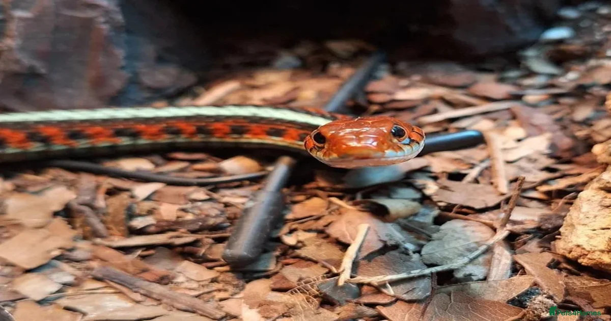 Garter Snake Reptiles for sale in Whitchurch, Shropshire | Pets4Homes
