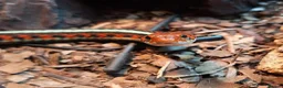 Garter Snake reptiles for sale: CB23 red sided garter snake  - Advert 1