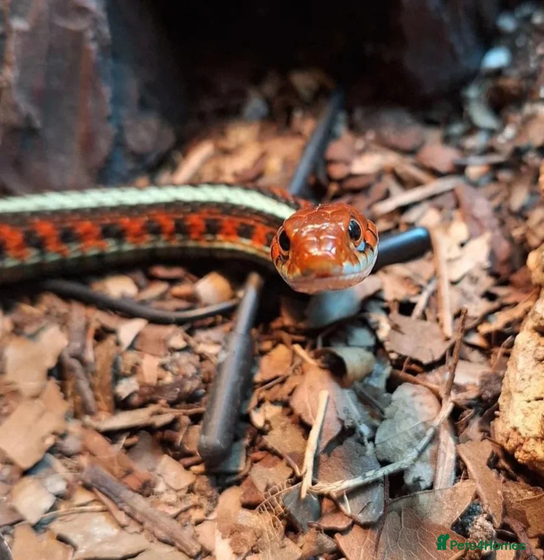 Garter Snake reptiles for sale: CB23 red sided garter snake  - Advert 1