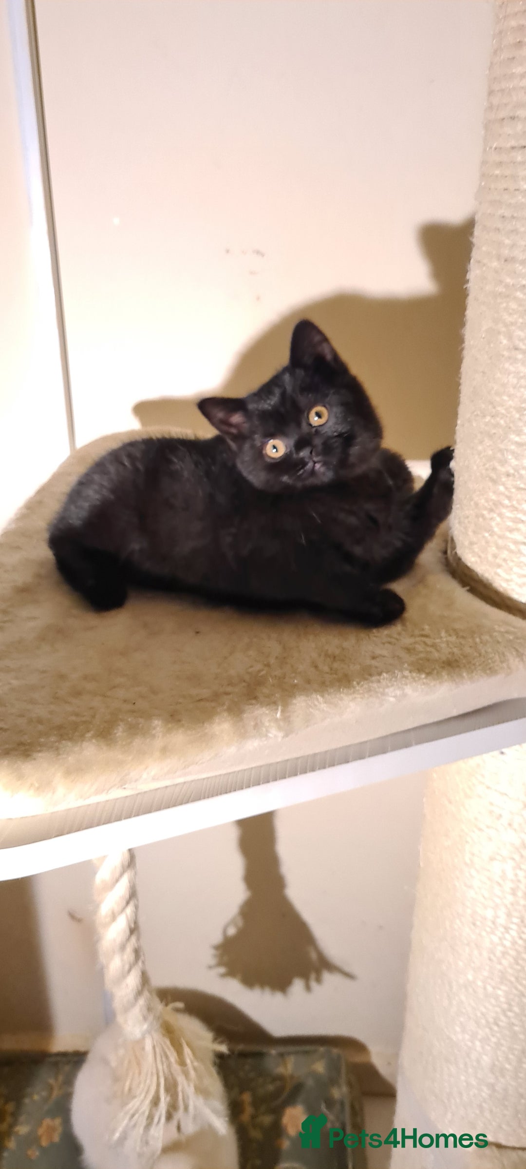 British Shorthair cats for sale: British shorthair black and blue kittens - Advert 38