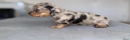 Miniature Dachshund dogs for sale: Miniature dachshund pups - Advert 12