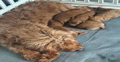 Cavapoo dogs - Advert 10