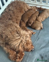 Cavapoo dogs - Advert 8
