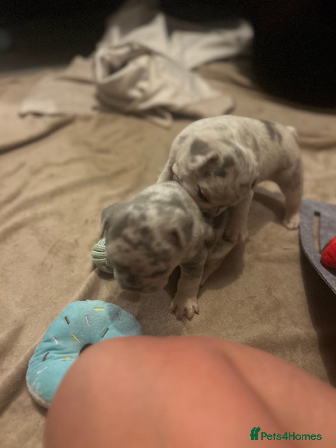 French Bulldog dogs for sale: Stunning French bulldog puppies - Advert 5