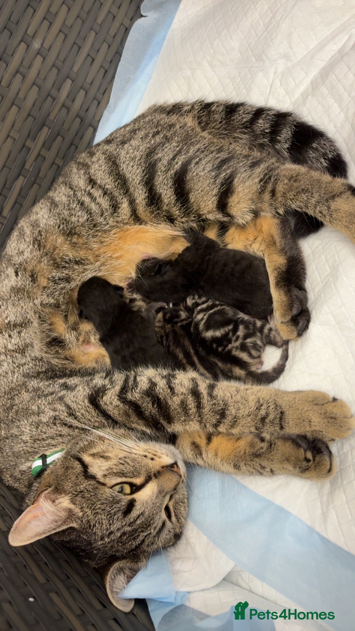 Mixed Breed cats 4 gorgeous kittens x2 tabby x 2 black  - Advert 6