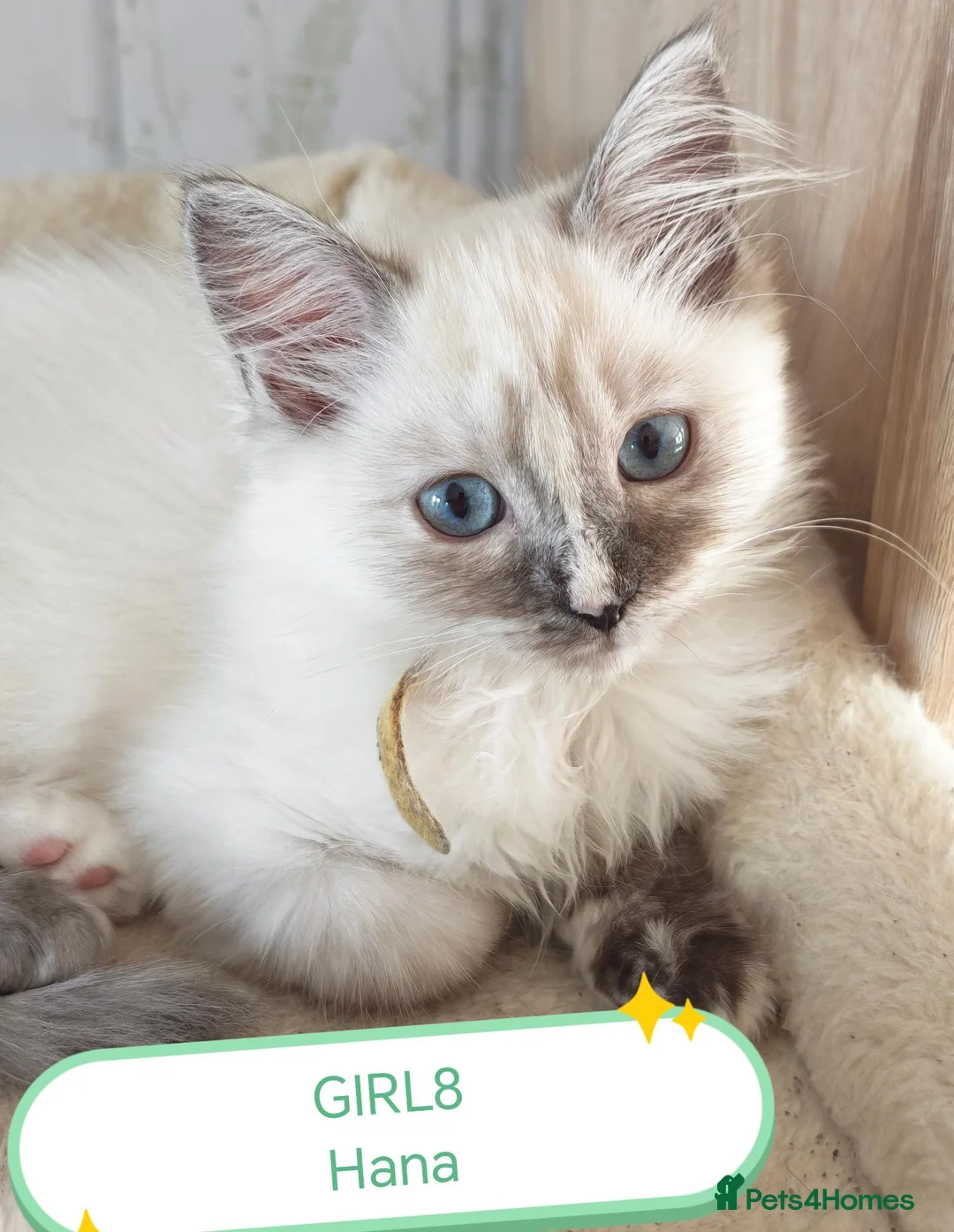Ragdoll cats for sale: Wonderful purebred RAGDOLL  - Advert 2
