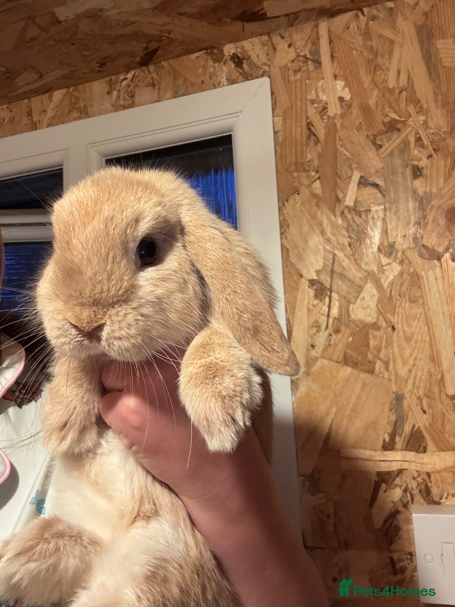 Mini Lop rabbits Two male rabbits  - Advert 1