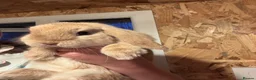 Mini Lop rabbits for sale: Two male rabbits  - Advert 1