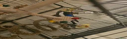 Cockatiels birds for sale: 2 bonded male cockatiels  in Peterborough - Advert 2