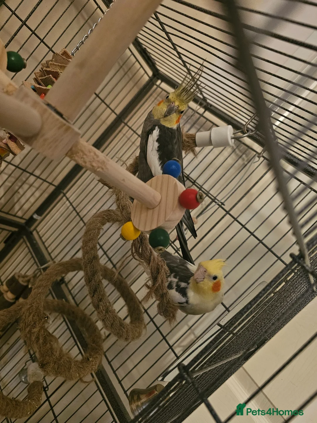 Cockatiels birds for sale: 2 bonded male cockatiels  in Peterborough - Advert 2