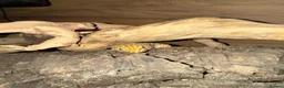Leopard Gecko reptiles for sale: Leopard Gecko with Enclosure  in Nottingham - Advert 5
