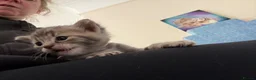 Mixed Breed cats for sale: Five beautiful kittens  - Advert 11