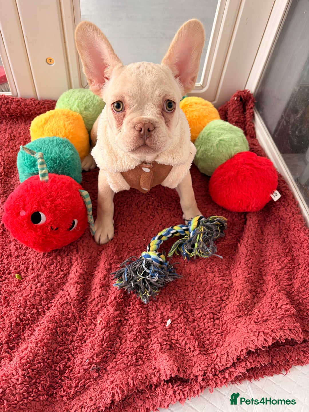 French Bulldog dogs for sale: Platinum French Bulldog Puppies – Ready  - Advert 2