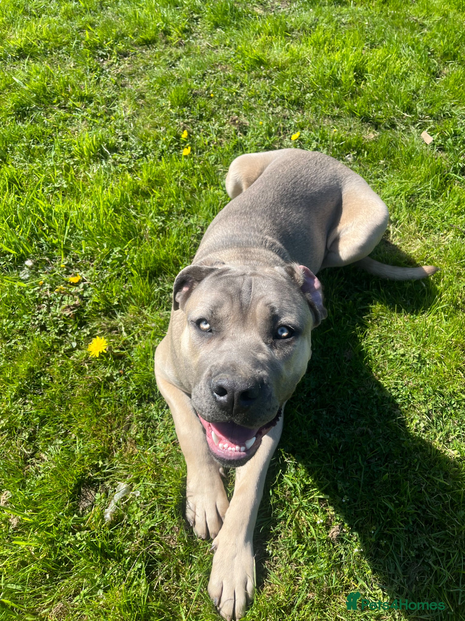 Cane Corso dogs 9 month old Cane Corso - Advert 2