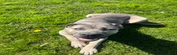 Cane Corso dogs for sale: 9 month old Cane Corso in Launceston - Advert 1