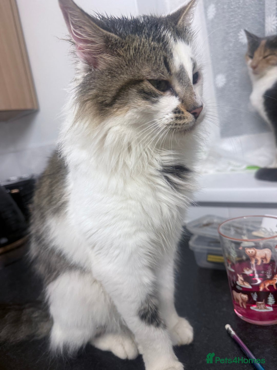 Mixed Breed cats for sale: Beautiful male cat( not neutered) - Advert 1