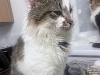 Mixed Breed cats Beautiful male cat( not neutered) - Advert 14