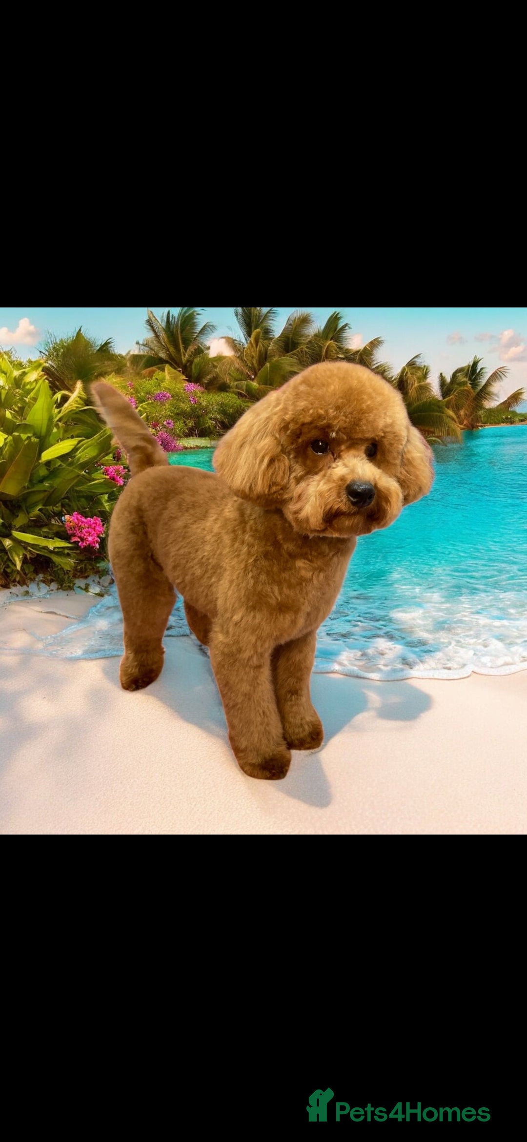 Maltipoo dogs for sale: 1 year old male Maltipoo - Advert 11