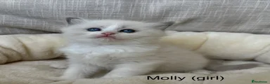 Molly