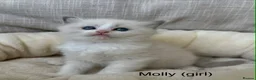 Ragdoll cats for sale: Gorgeous ragdoll kittens - Advert 6