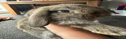 Mini Lop rabbits for sale: Baby mini lops - Advert 9