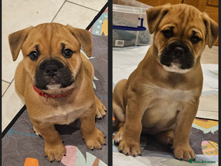 Mixed Breed dogs Baby bullmastiffs x - Advert 1