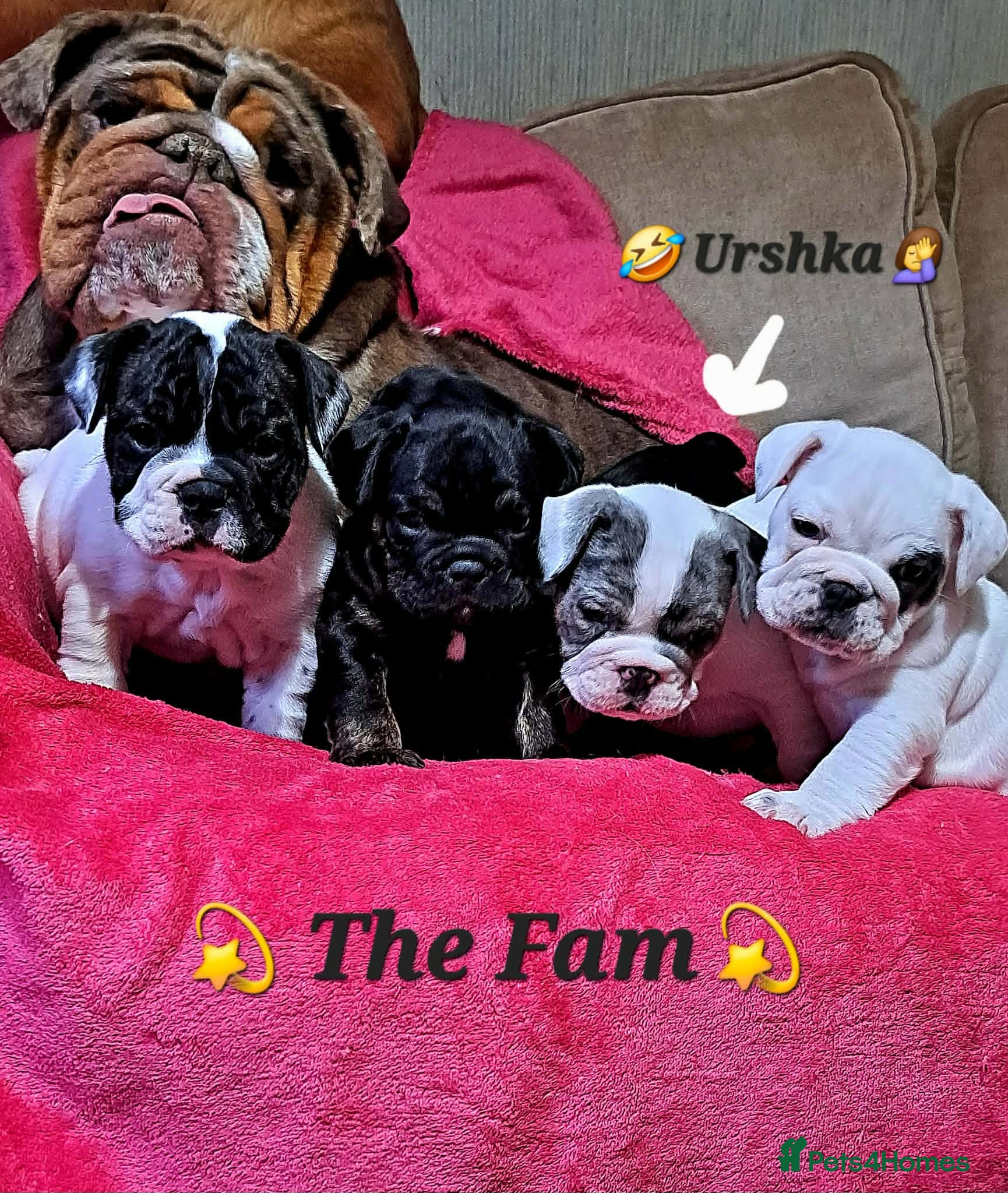 Mixed Breed dogs Frenglish - Advert 1