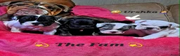 Mixed Breed dogs for sale: (English bulldog) Frenglish - Advert 1