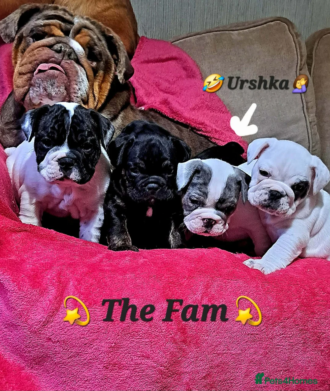 Mixed Breed dogs for sale: (English bulldog) Frenglish - Advert 1