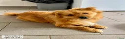 Mixed Breed dogs for adoption: Gordon 3-4 years .Available for adoption in Brixham - Advert 4