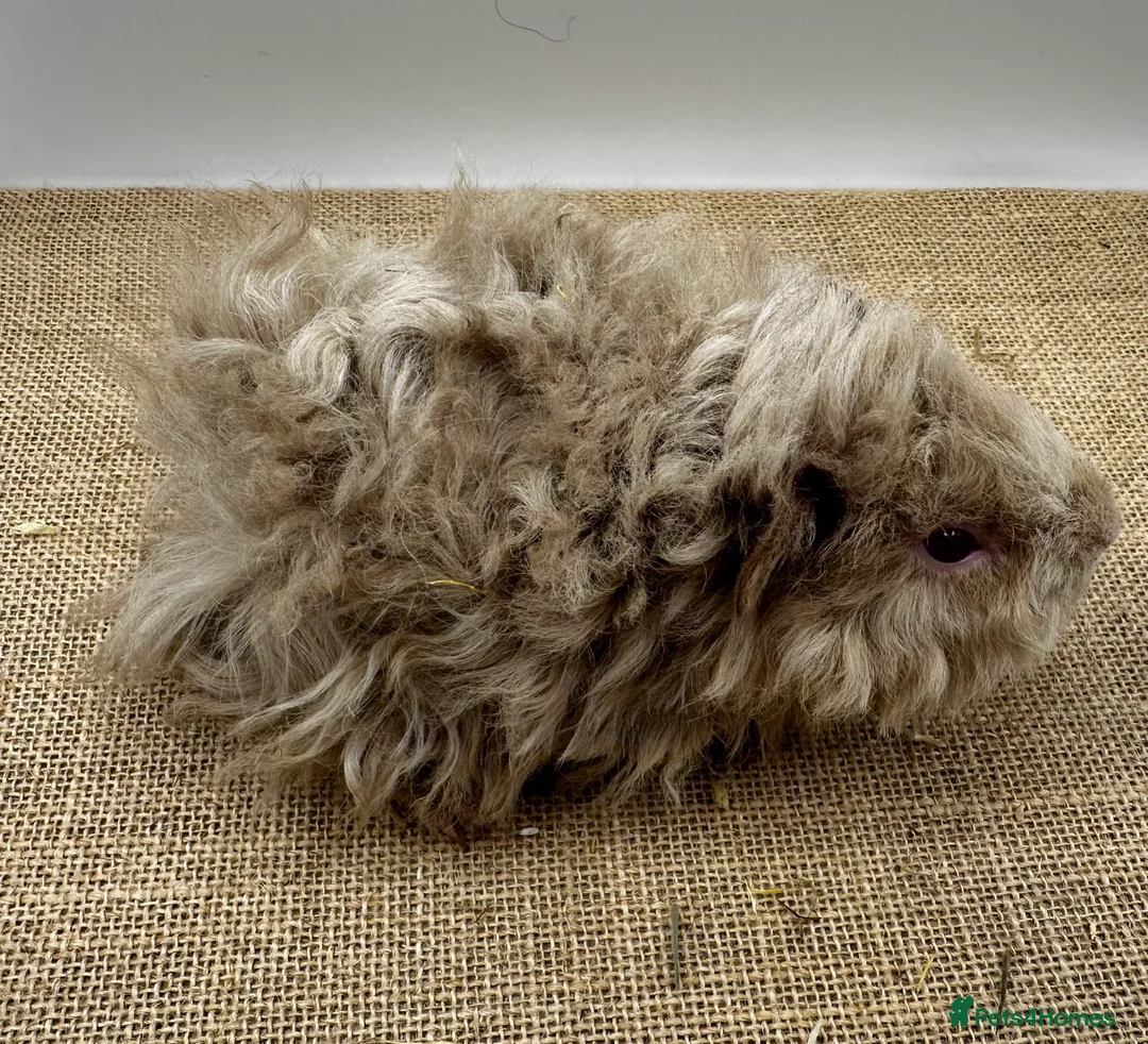 Guinea Pig rodents for sale: Lunkarya Boars - Advert 2