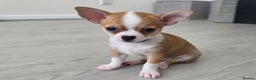 Chihuahua dogs for sale: Chihuahua Puppies 20TH  READY TO GO  - Advert 14