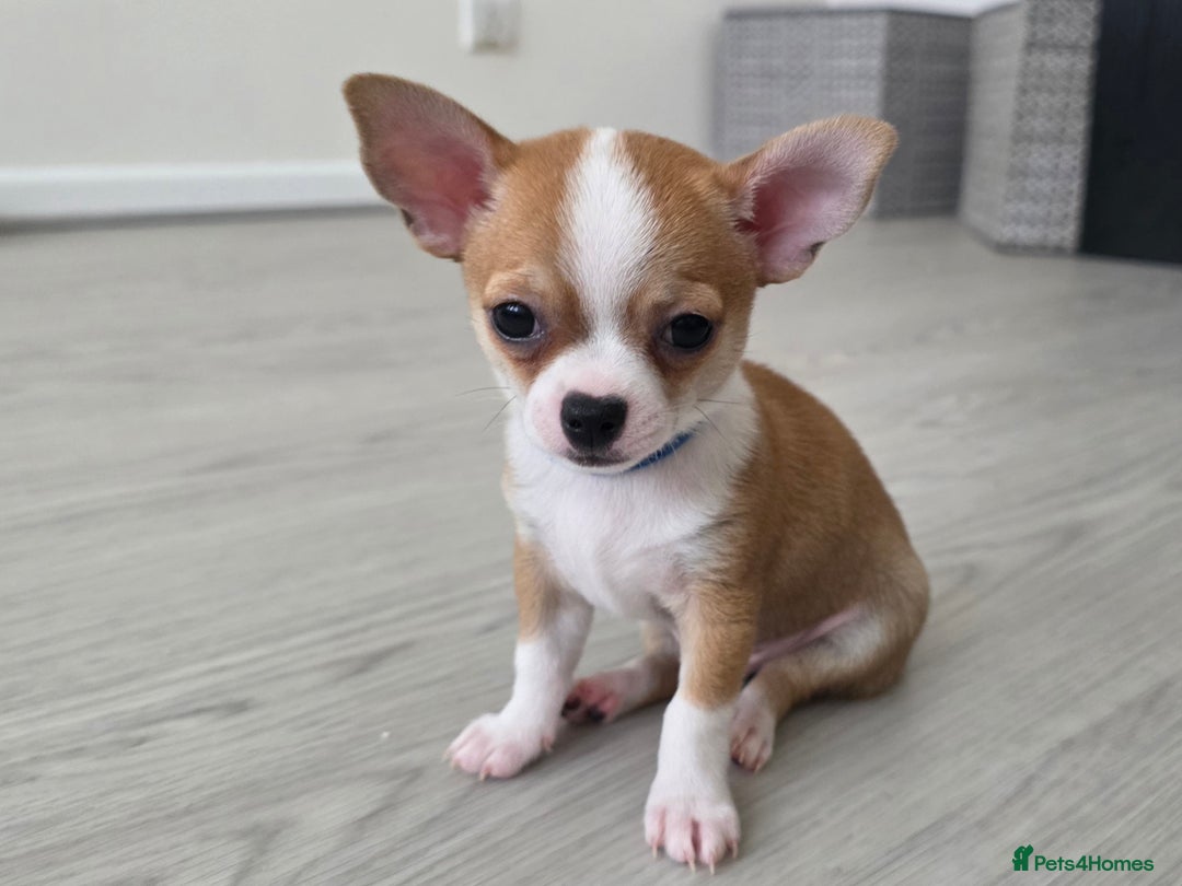 Chihuahua dogs for sale: Chihuahua Puppies 20TH  READY TO GO  - Advert 14